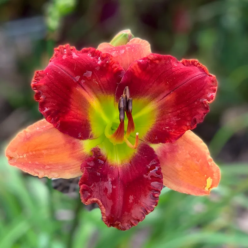 Holiday Flourish from RollingOaksDaylilies