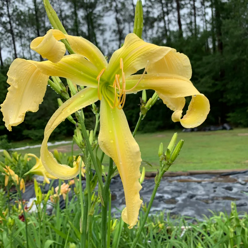 21-030 daylily bloom
