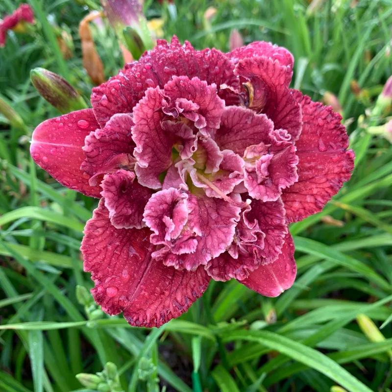 21-045 daylily bloom