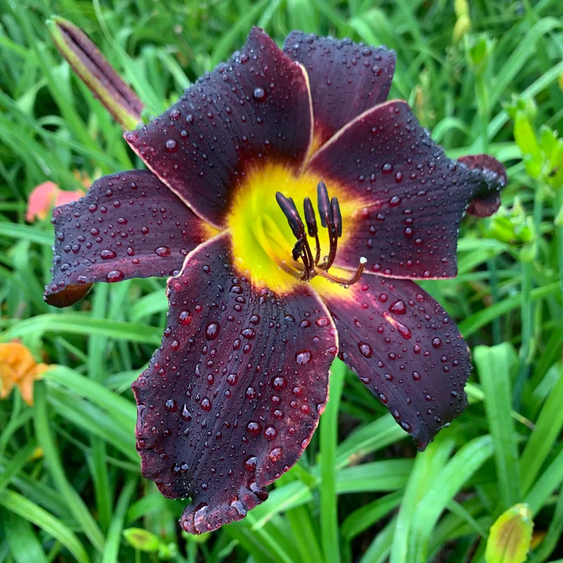 21-047 daylily bloom