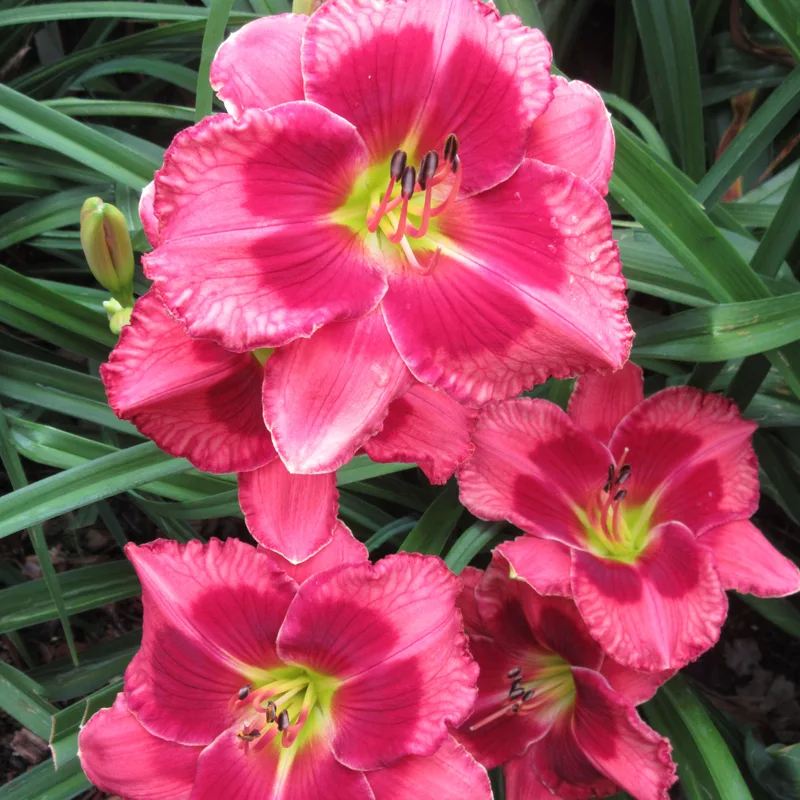 Hotlanta from RollingOaksDaylilies