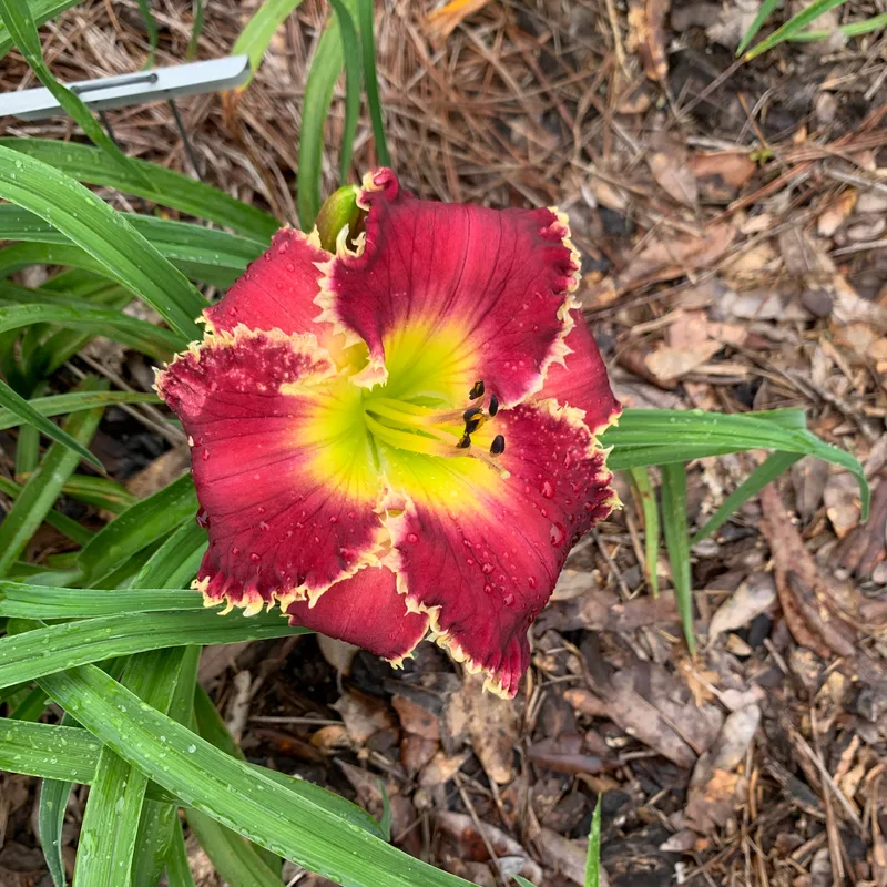 Buddy's Tina from RollingOaksDaylilies