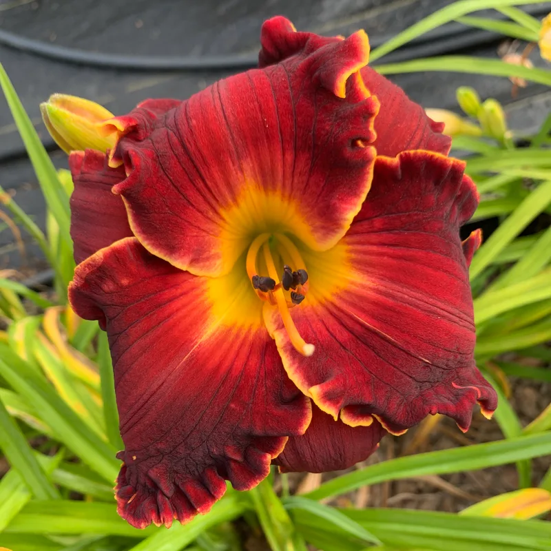 21-065 daylily bloom