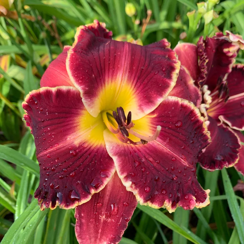 21-075 daylily bloom