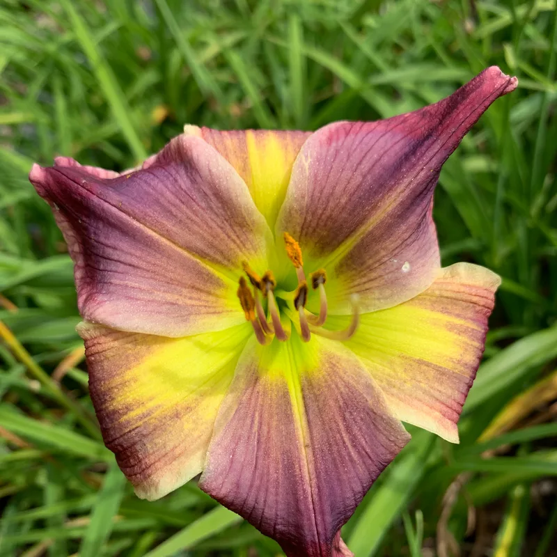 21-072 now 24-088 daylily bloom