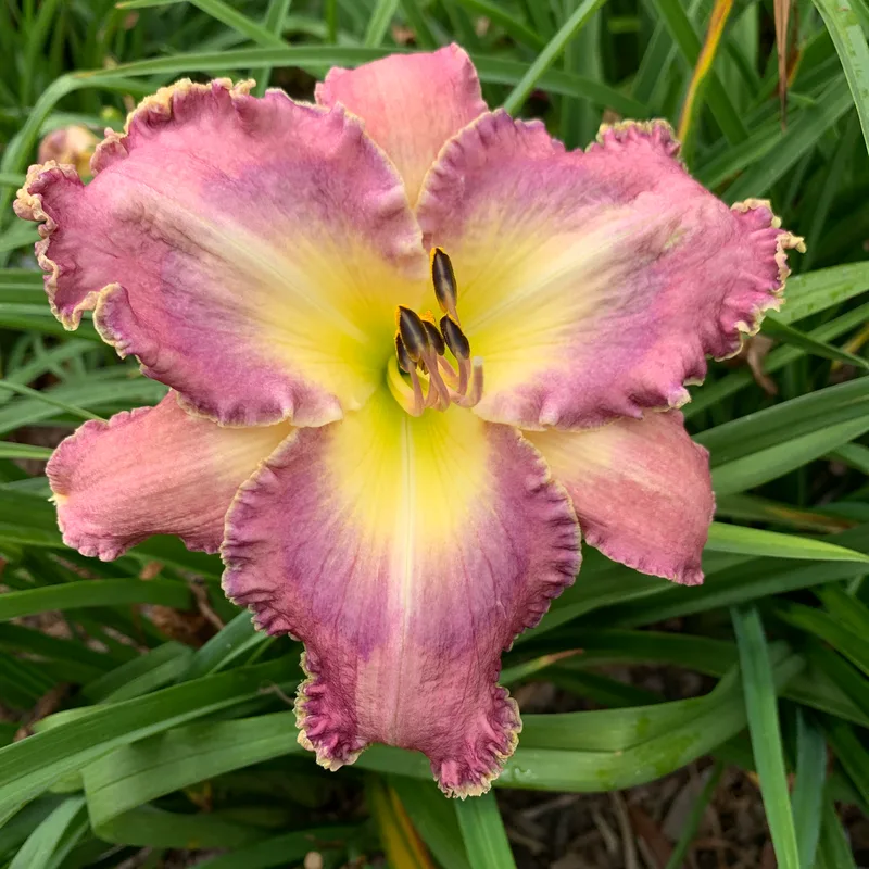 Cline-2 daylily bloom