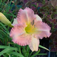 Pink Bursting Loose thumbnail