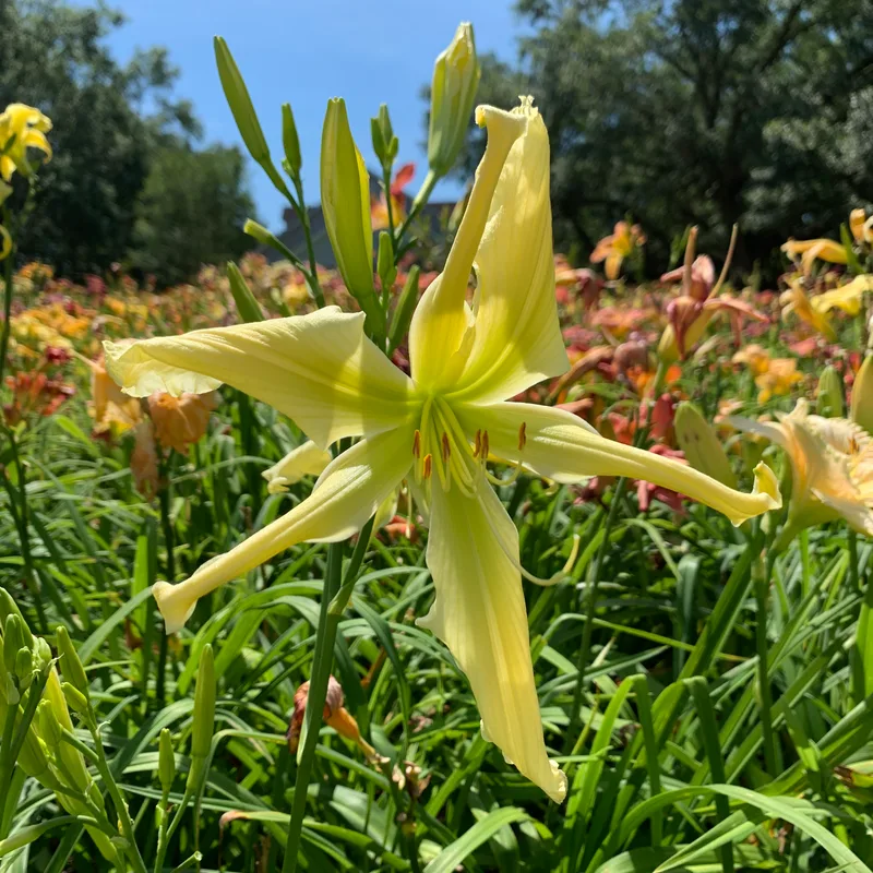 21-094 daylily bloom