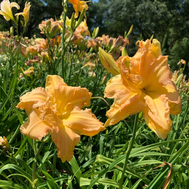 21-052 daylily bloom