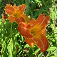 G053021 orange thumbnail