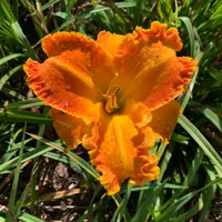 G053021 orange thumbnail