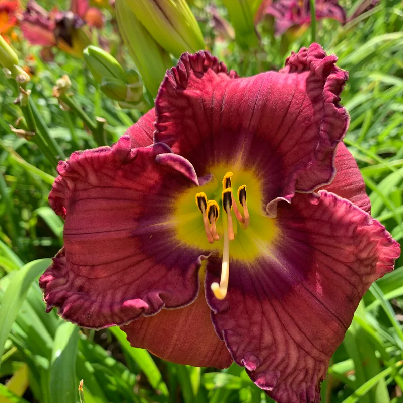 G21530P daylily bloom