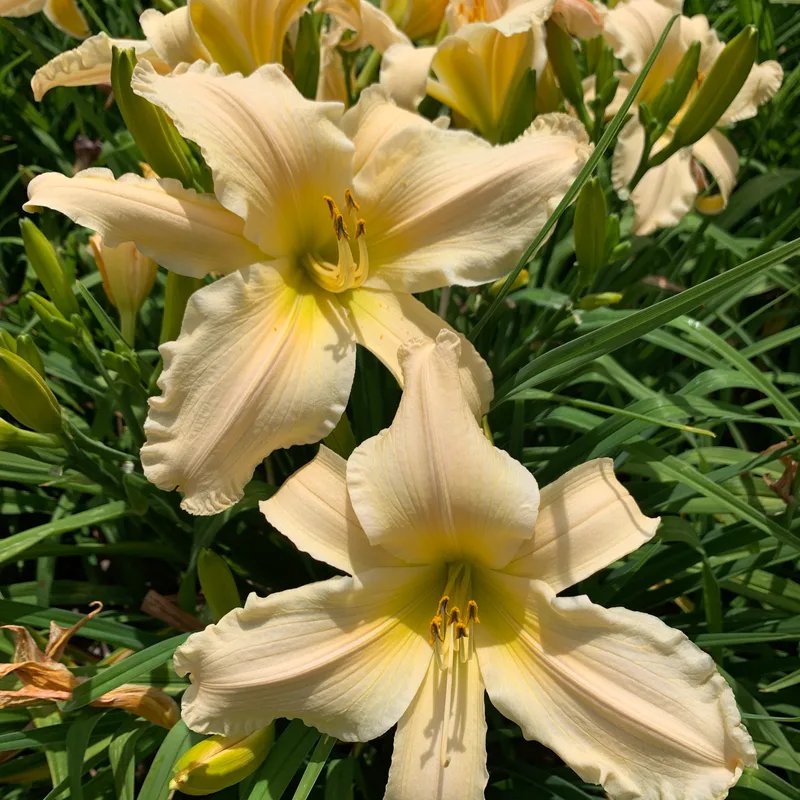 21-079 daylily bloom