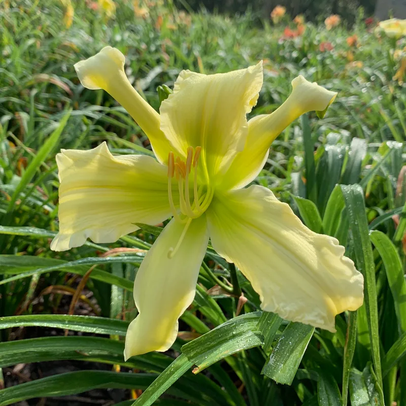 19-73 daylily bloom