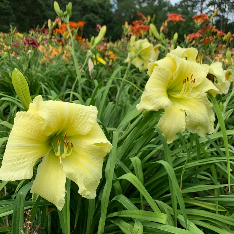 21-099 daylily bloom
