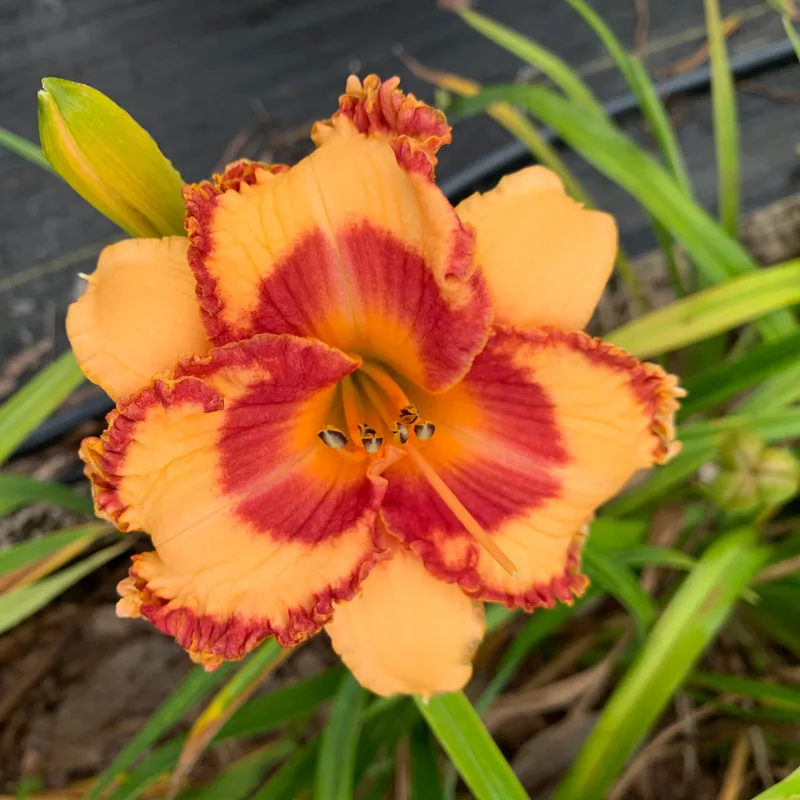 21-083 daylily bloom