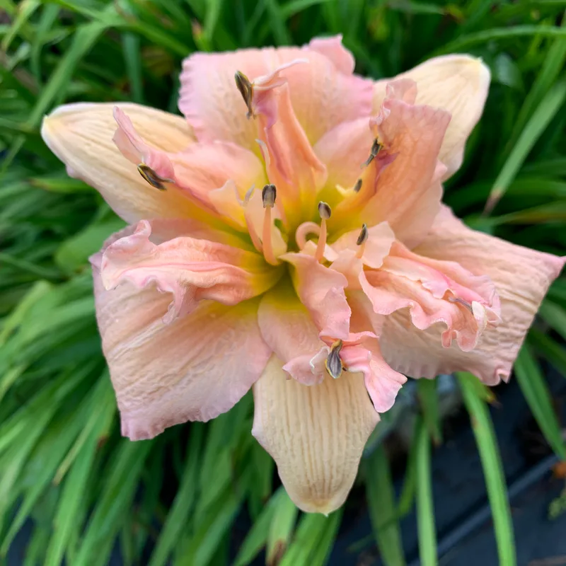 Pink Pirouette from RollingOaksDaylilies