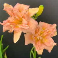 Pink Pirouette thumbnail