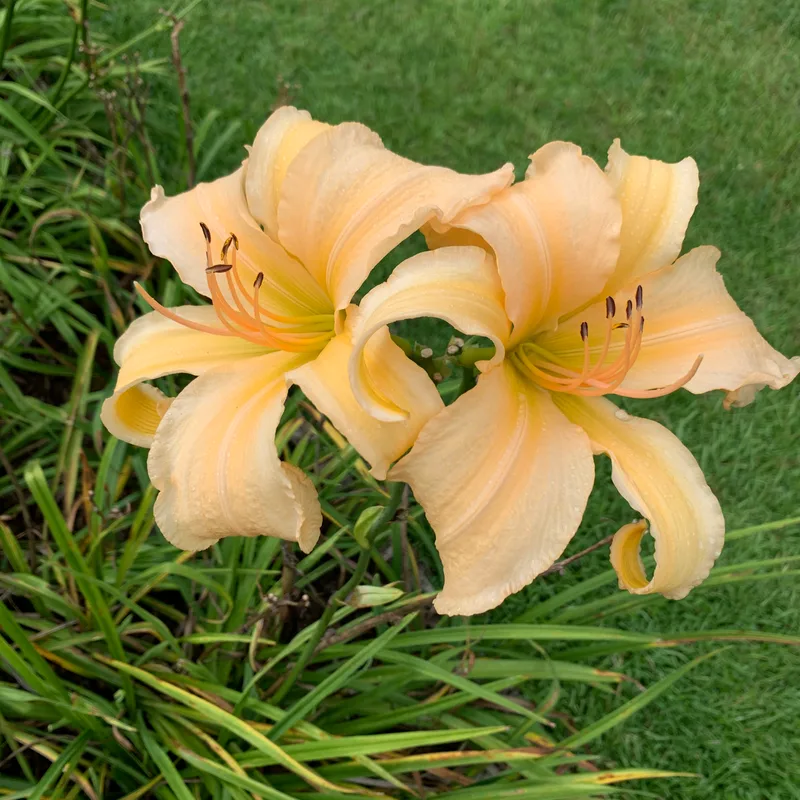 21-084 daylily bloom