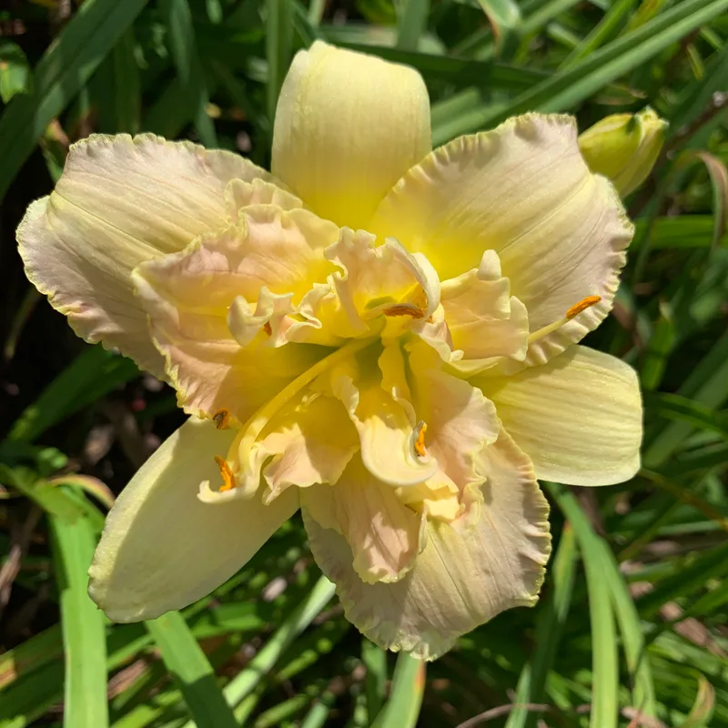 21-103 daylily bloom