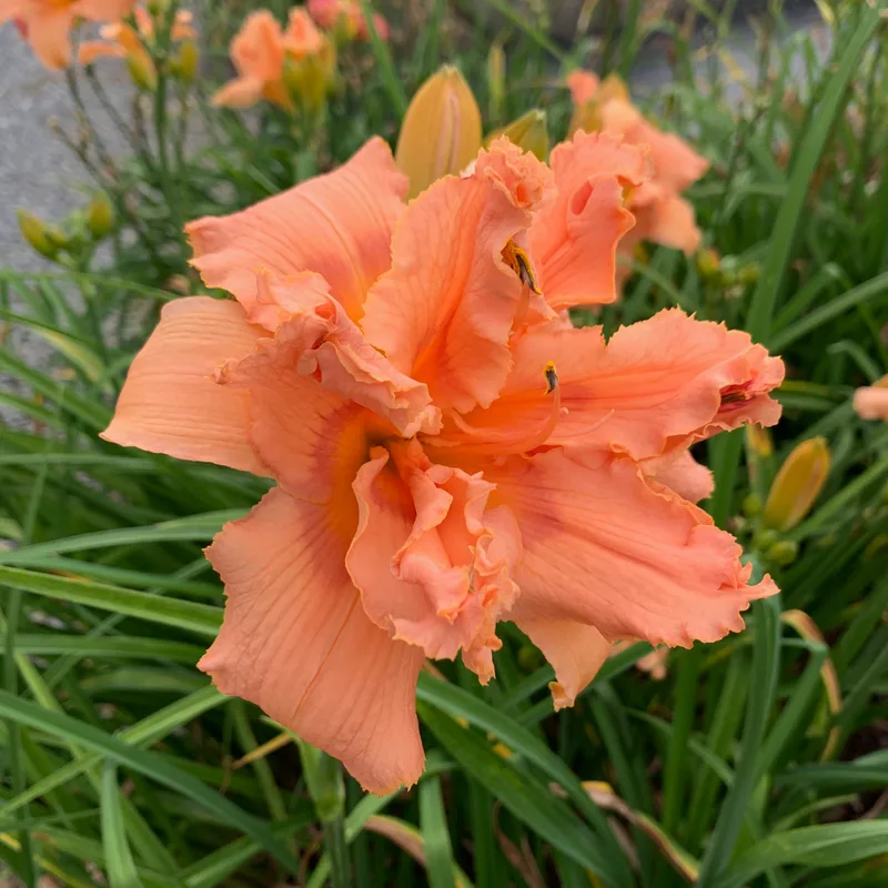 Iridescent Splendor daylily bloom