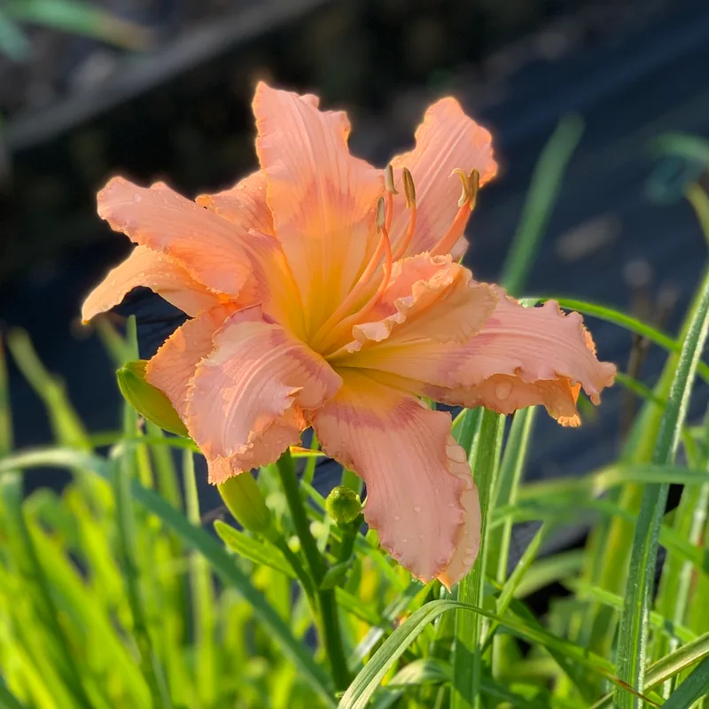 Iridescent Splendor from RollingOaksDaylilies