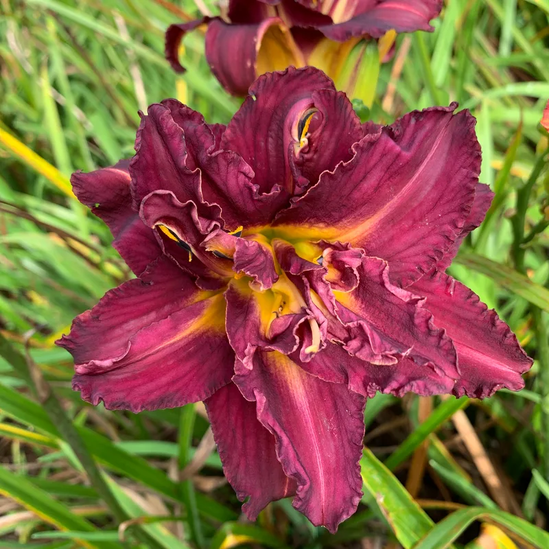 21-113 daylily bloom