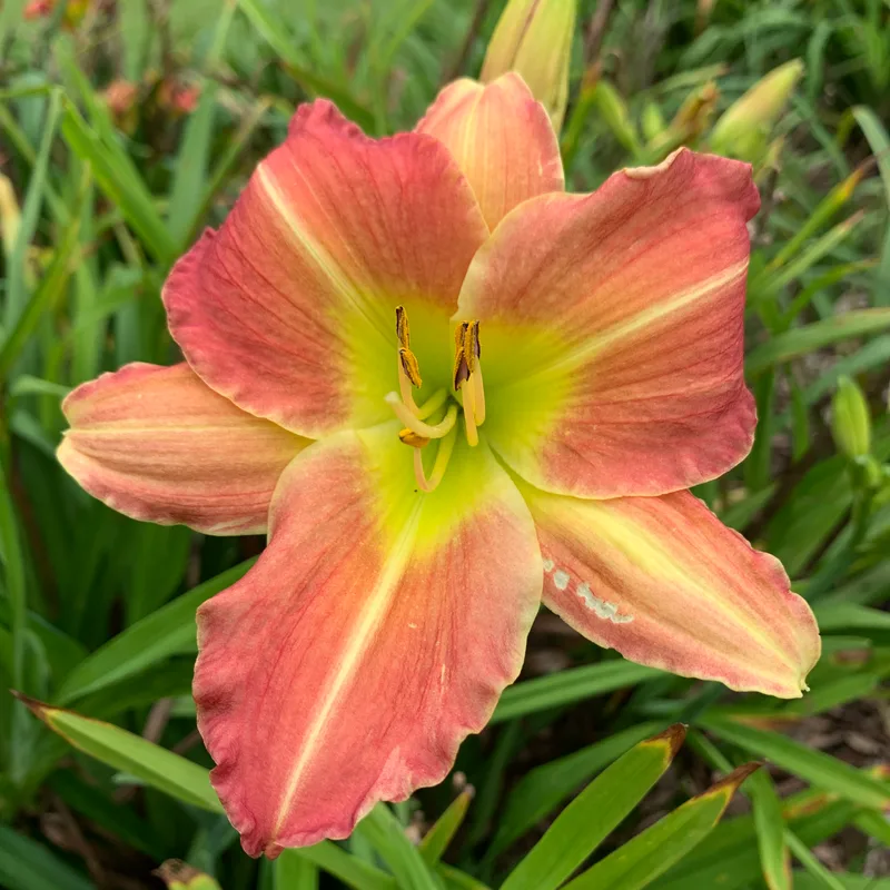 63 daylily bloom