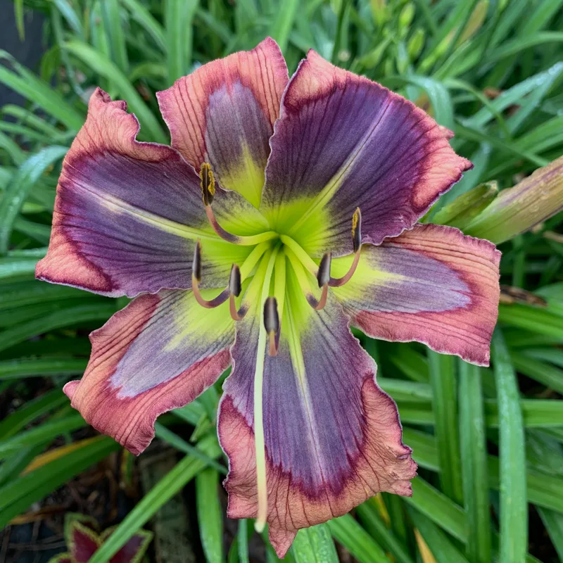 Seas of Neptune daylily bloom