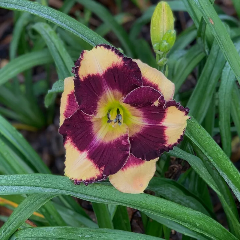 Wow are You from RollingOaksDaylilies