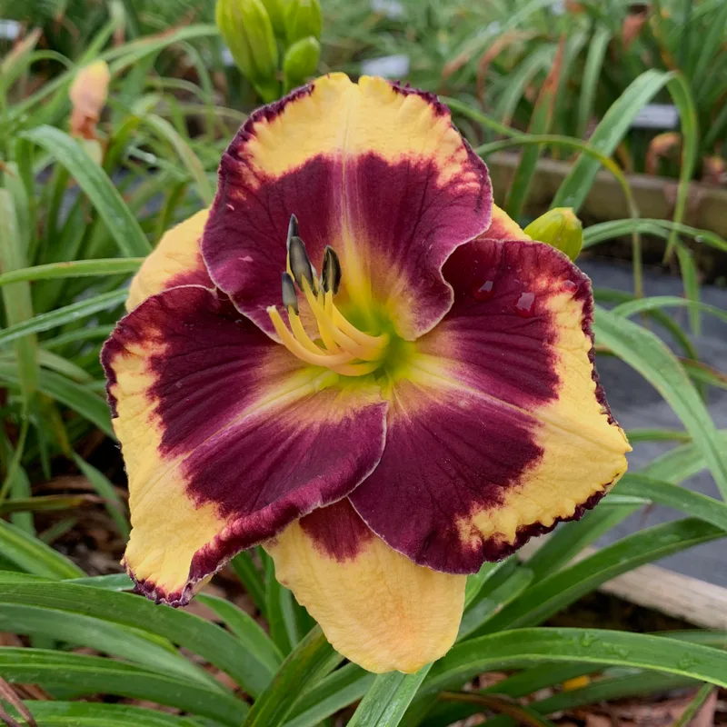Wow are You from RollingOaksDaylilies