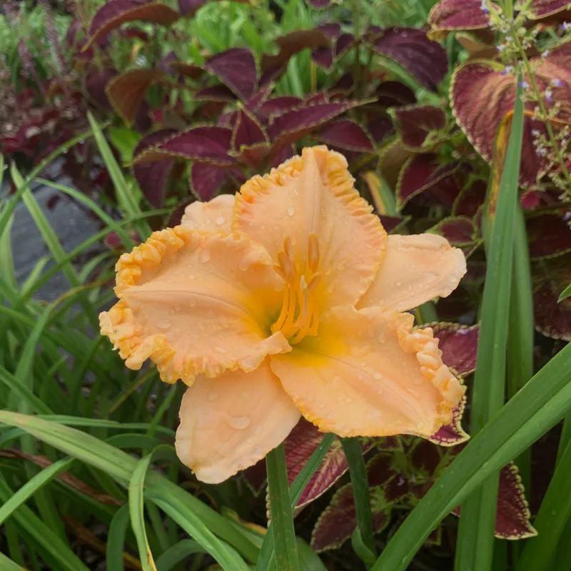 You are Joy from RollingOaksDaylilies
