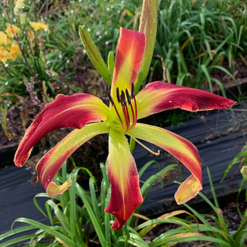 Pretzel Power from RollingOaksDaylilies