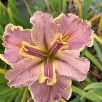 Rochester Lilac thumbnail