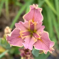 Rochester Lilac thumbnail
