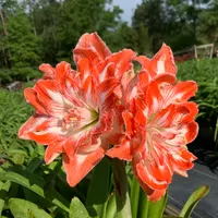 Shrimp and Grits Amaryllis  thumbnail