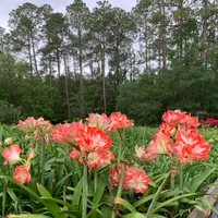 Shrimp and Grits Amaryllis  thumbnail
