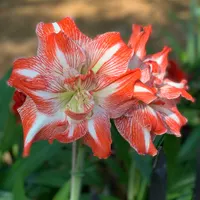 Shrimp and Grits Amaryllis  thumbnail