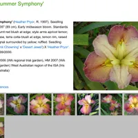 Summer Symphony  thumbnail