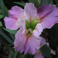 Louisiana Iris catalog image
