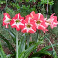 Kay's Seedling 1 thumbnail