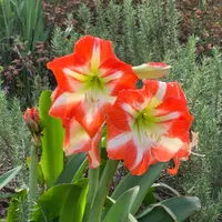 Kay's Seedling 1 thumbnail