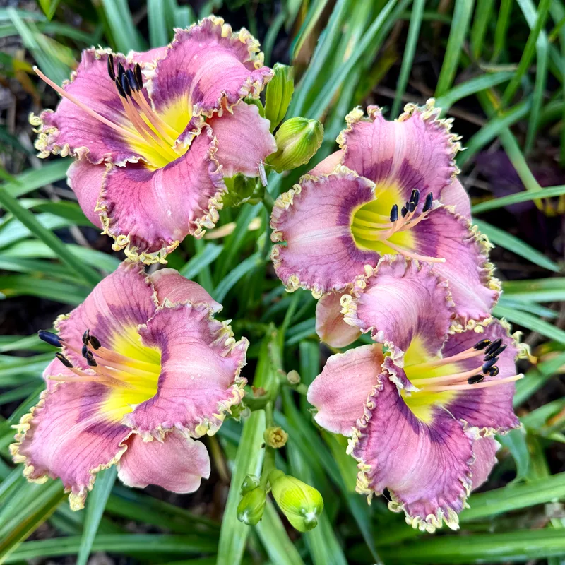 Shadow Messenger from RollingOaksDaylilies