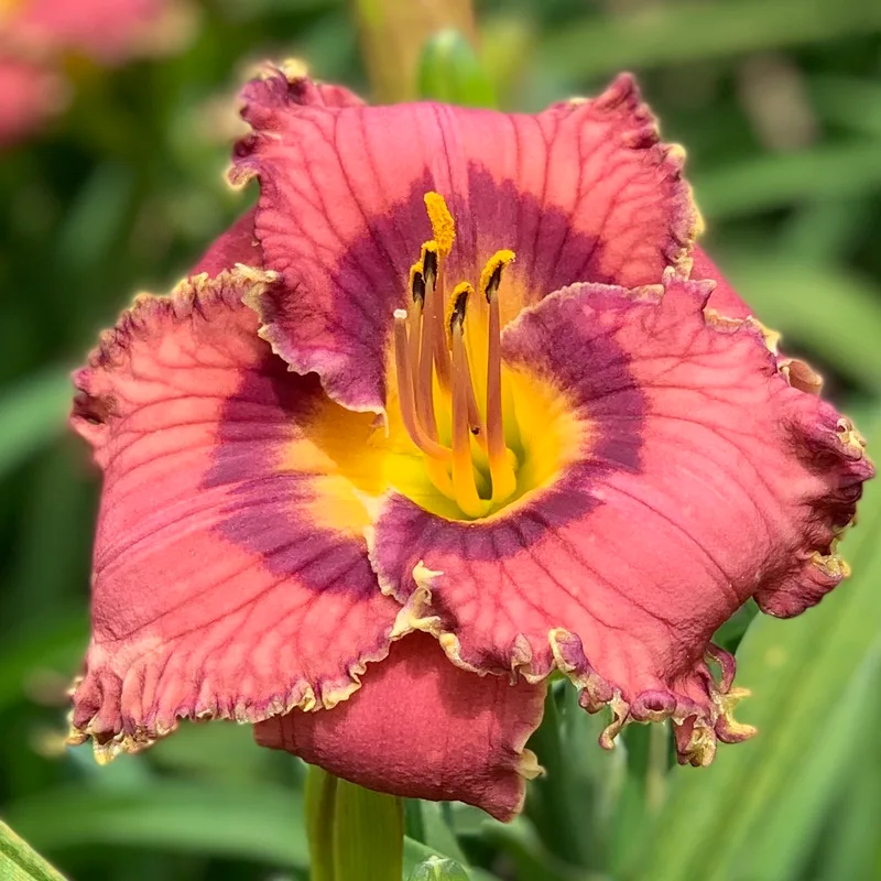 Shadow Messenger from RollingOaksDaylilies