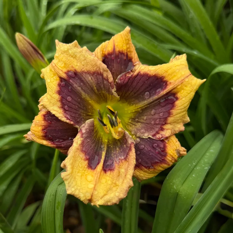 Built to Endure from RollingOaksDaylilies