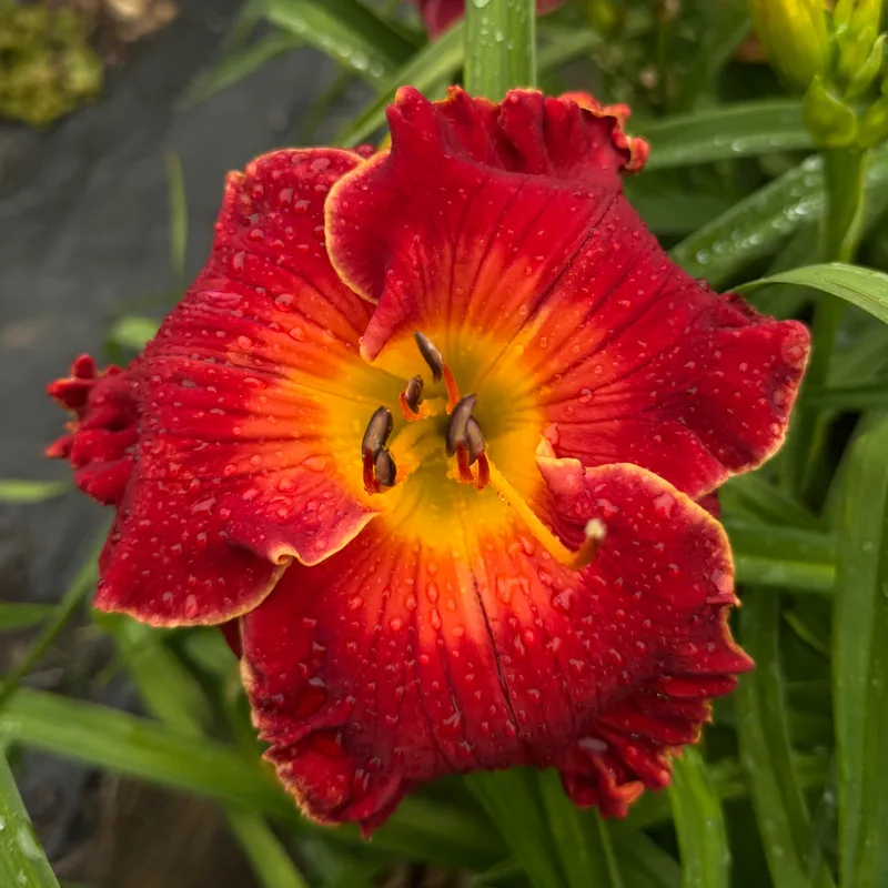 Spacecoast Bloodwine from RollingOaksDaylilies