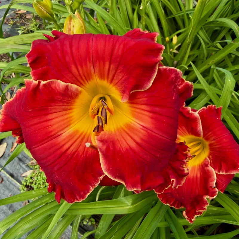 Spacecoast Bloodwine from RollingOaksDaylilies
