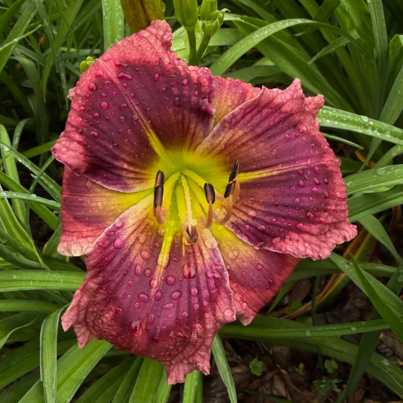 Forever Flossie from RollingOaksDaylilies