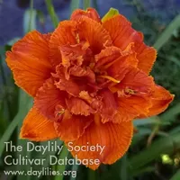 Double Blazing Busby catalog image