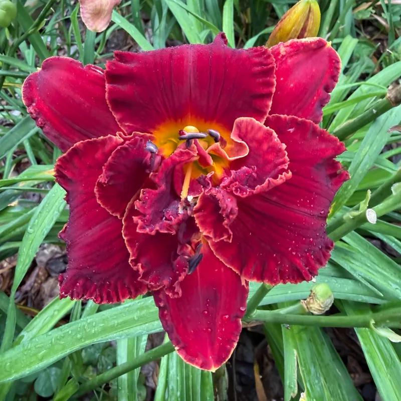 Spacecoast Grand Desire from RollingOaksDaylilies